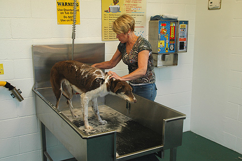 pat-washing-dog